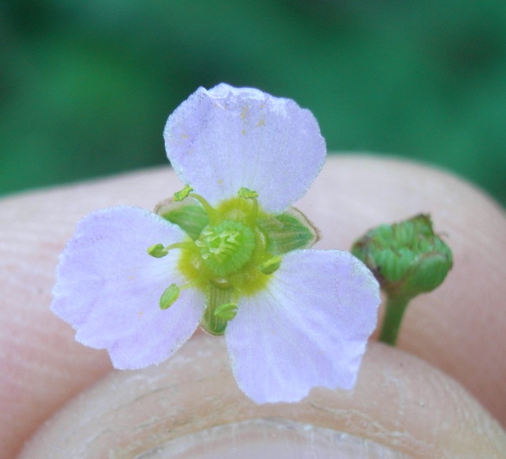 lungo il canale - Alisma plantago-aquatica